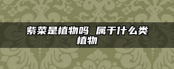 紫菜是植物吗 属于什么类植物