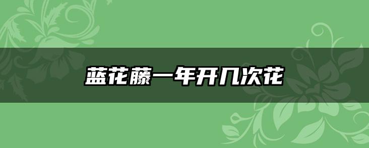 蓝花藤一年开几次花