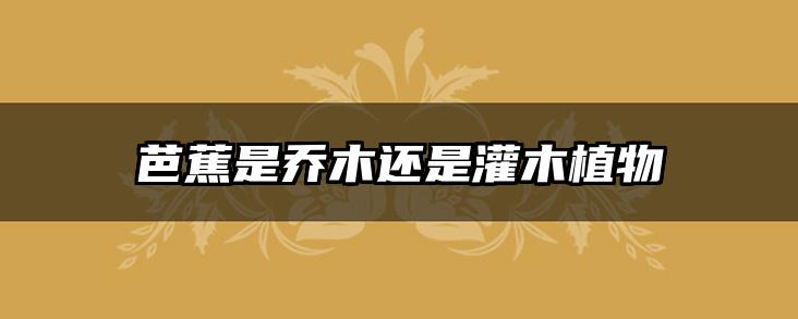 芭蕉是乔木还是灌木植物