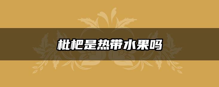 枇杷是热带水果吗