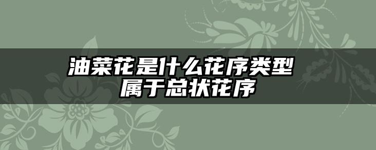 油菜花是什么花序类型 属于总状花序
