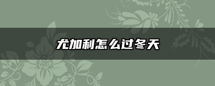 尤加利怎么过冬天