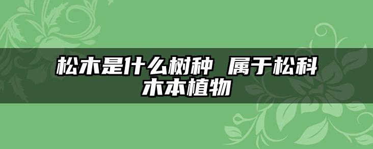 松木是什么树种 属于松科木本植物
