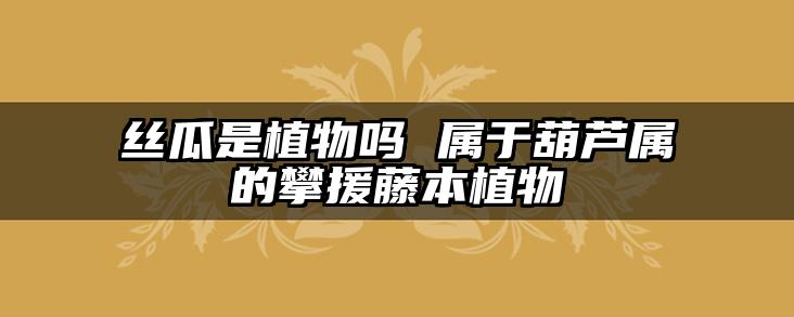 丝瓜是植物吗 属于葫芦属的攀援藤本植物