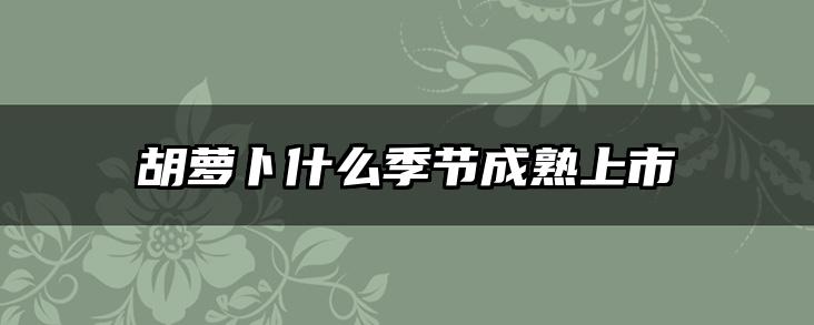 胡萝卜什么季节成熟上市