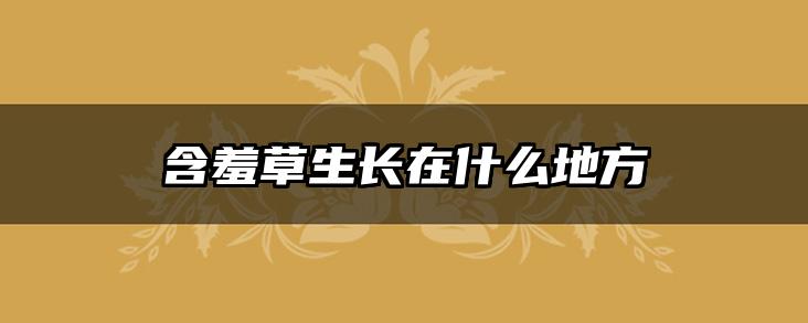 含羞草生长在什么地方