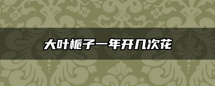 大叶栀子一年开几次花