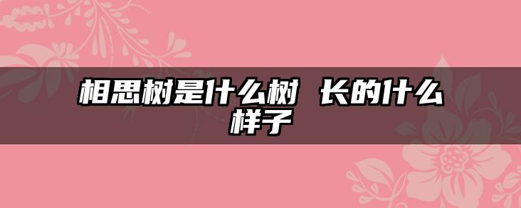 相思树是什么树 长的什么样子