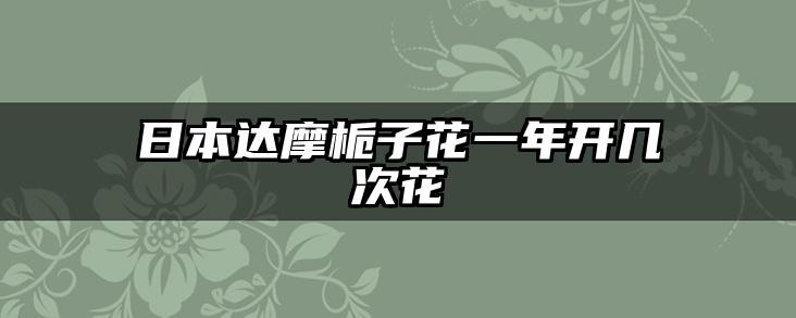 日本达摩栀子花一年开几次花