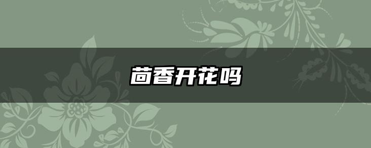 茴香开花吗