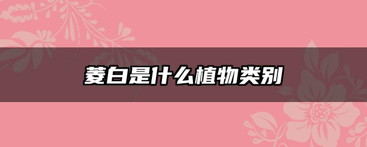 菱白是什么植物类别