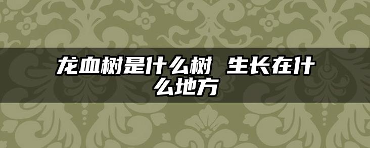 龙血树是什么树 生长在什么地方