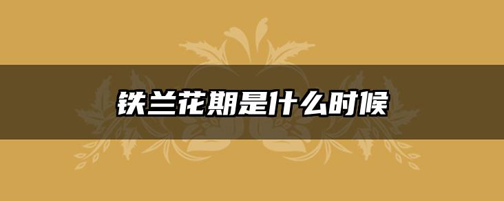 铁兰花期是什么时候