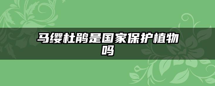 马缨杜鹃是国家保护植物吗