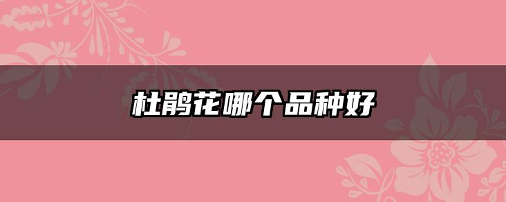 杜鹃花哪个品种好