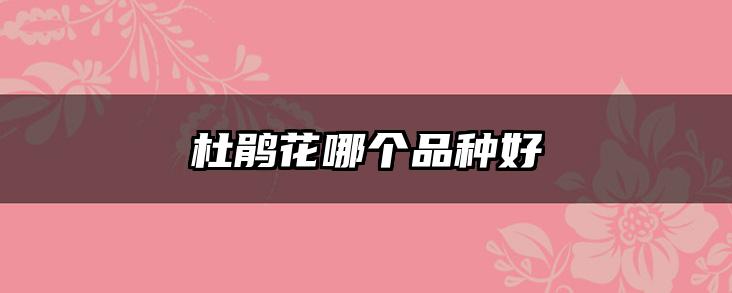 杜鹃花哪个品种好