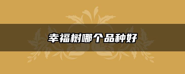 幸福树哪个品种好