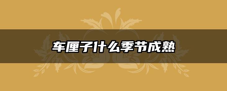 车厘子什么季节成熟