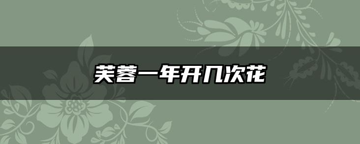 芙蓉一年开几次花