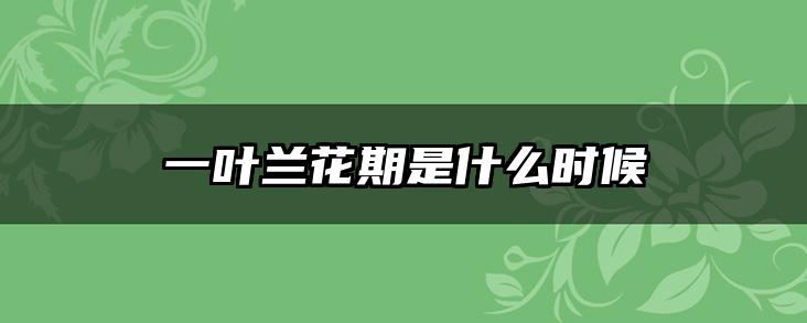 一叶兰花期是什么时候