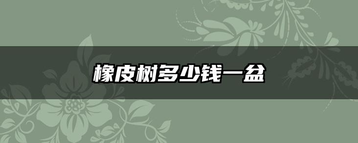 橡皮树多少钱一盆