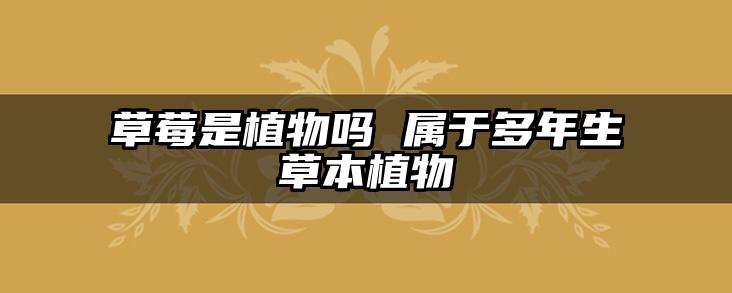 草莓是植物吗 属于多年生草本植物