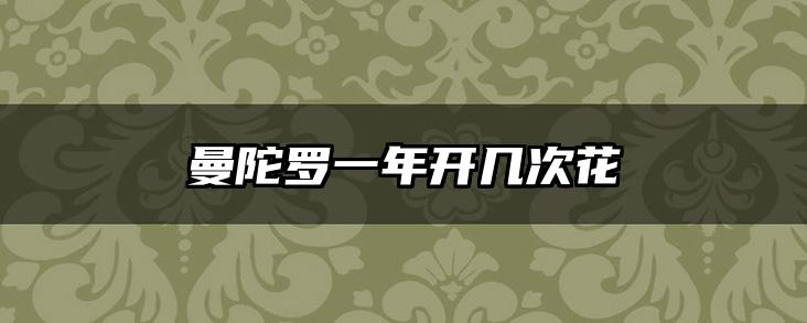 曼陀罗一年开几次花