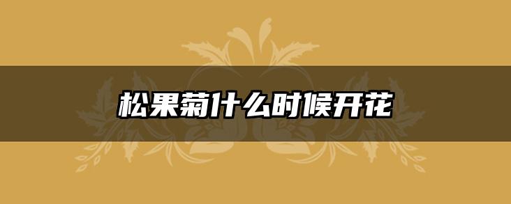 松果菊什么时候开花