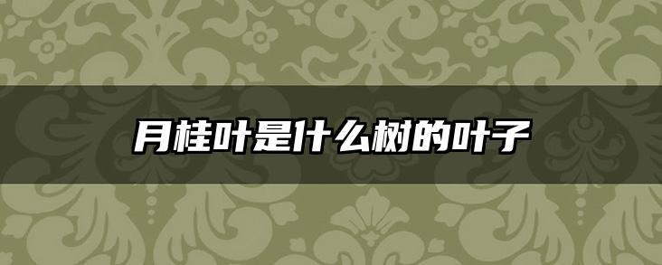 月桂叶是什么树的叶子