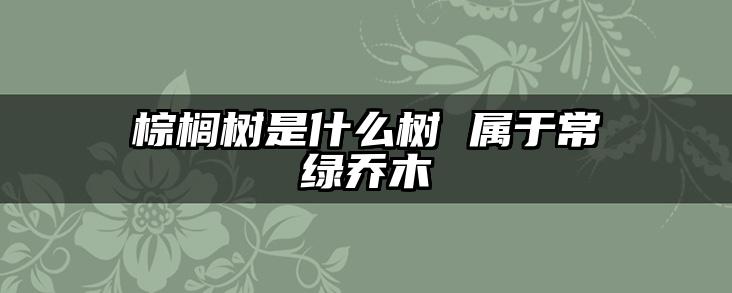 棕榈树是什么树 属于常绿乔木