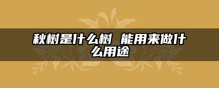 秋树是什么树 能用来做什么用途