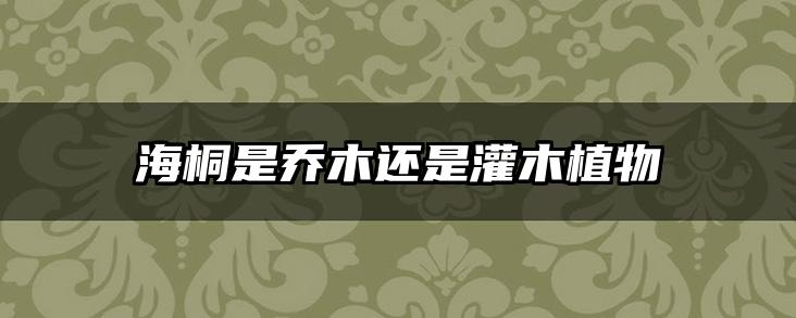 海桐是乔木还是灌木植物