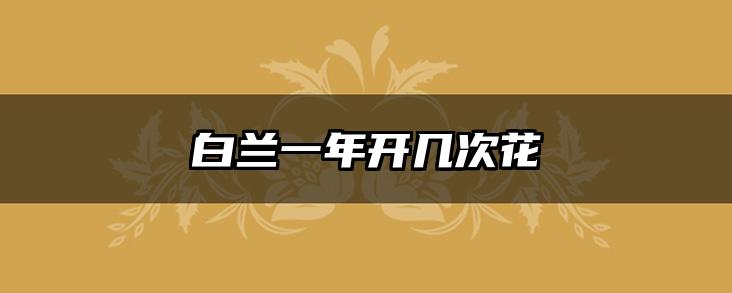 白兰一年开几次花