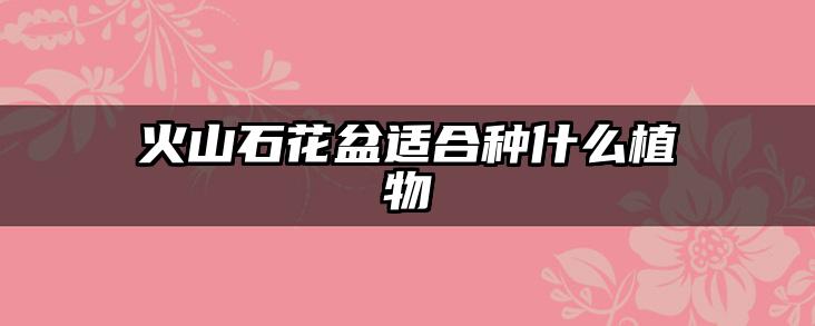 火山石花盆适合种什么植物