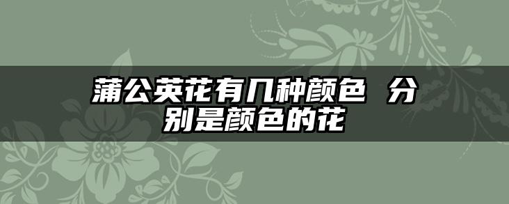 蒲公英花有几种颜色 分别是颜色的花