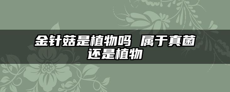 金针菇是植物吗 属于真菌还是植物