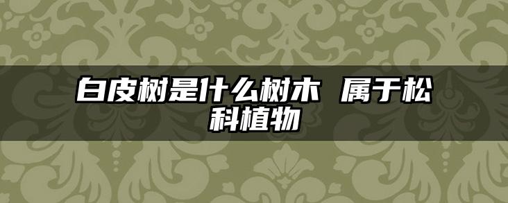 白皮树是什么树木 属于松科植物