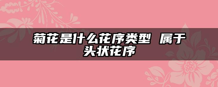 菊花是什么花序类型 属于头状花序
