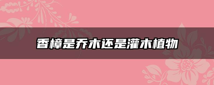 香樟是乔木还是灌木植物