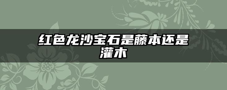 红色龙沙宝石是藤本还是灌木