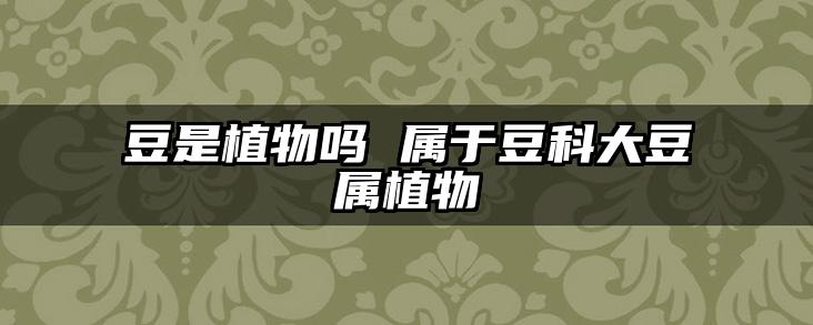 豆是植物吗 属于豆科大豆属植物