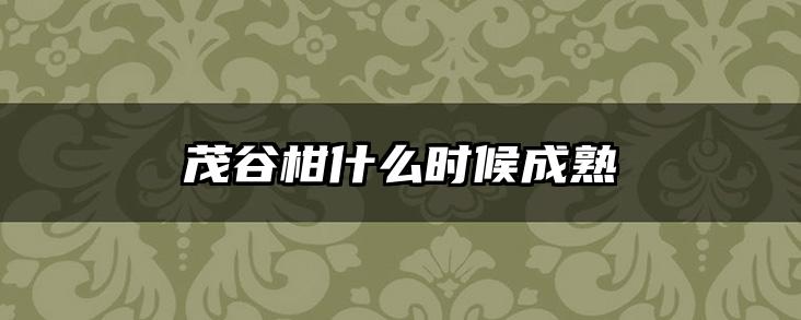 茂谷柑什么时候成熟
