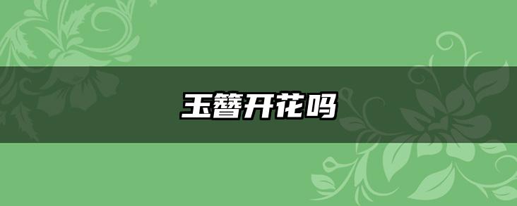 玉簪开花吗