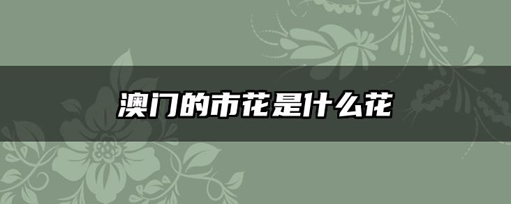 澳门的市花是什么花