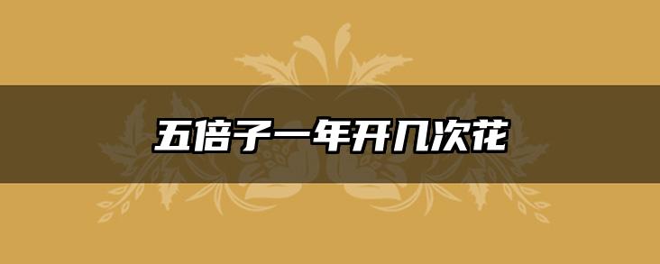 五倍子一年开几次花