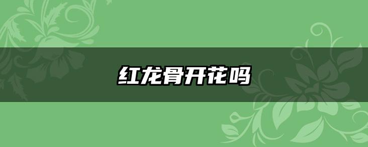 红龙骨开花吗