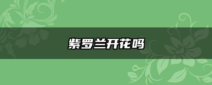 紫罗兰开花吗