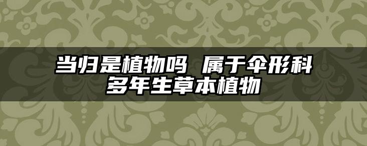 当归是植物吗 属于伞形科多年生草本植物