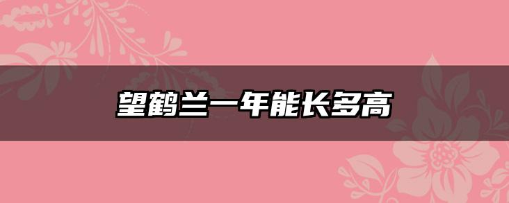 望鹤兰一年能长多高