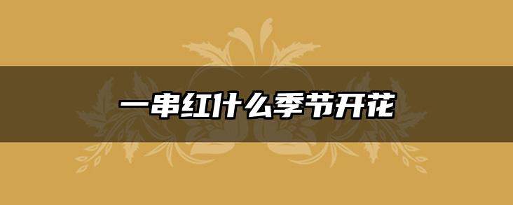 一串红什么季节开花